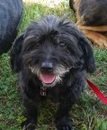 Hundebetreuung münchen west